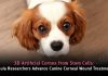 3D Artificial Cornea from Stem Cells: Chula Researchers Advance Canine Corneal Wound Treatment