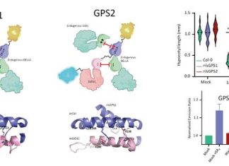 Advanced biosensor uncovers role of gibberellin in integrating light signaling and stem growth in plants