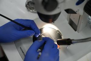 Controlling Mosquito Populations through Genetic Breeding May Help Reduce Global Disease Spread