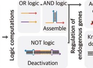 Could smart guide RNAs usher in an era of personalized medicine?
