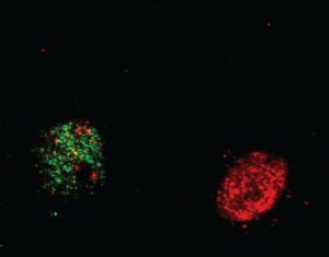 Epigenetic State Determines Which Neurons Are Selected for Memory Formation in Mice
