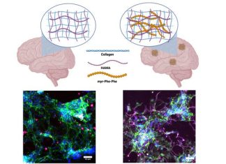 Groundbreaking study reveals insights into Alzheimer’s disease mechanisms through novel hydrogel matrix