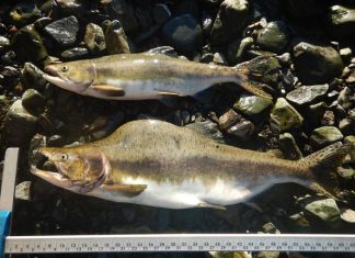 Hatcheries can boost wild salmon numbers but reduce diversity