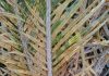 Invasive insect herbivore alters ecosystem services delivered by cycads