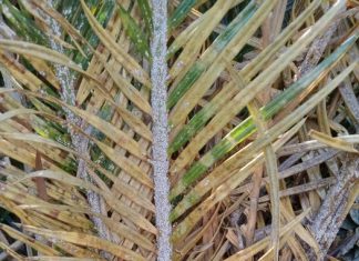 Invasive insect herbivore alters ecosystem services delivered by cycads