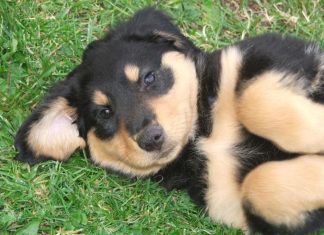 New genetic test will eliminate a form of inherited blindness in dogs