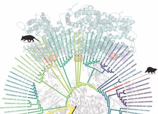 SARS-CoV-2 Infects Opossums, Racoons, Groundhogs, and Other Wild Animals