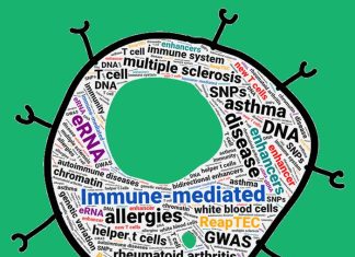Scientists discover new T cells and genes related to immune disorders