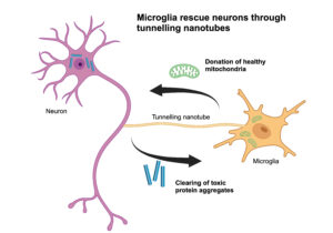 Toxic Aggregates Shunted from Neurons to Microglia via Nanotubes
