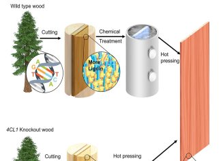 Base Editing Reduces Lignin, Boosts Carbon Content of Poplar Wood