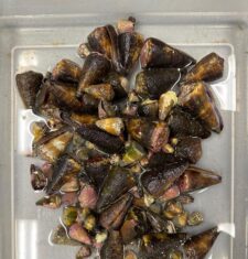 Diabetes, Hormone Disorder Drugs Could Be Derived from Deadly Sea Snail Toxin