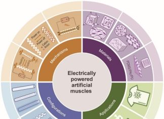 Electrically powered artificial muscle fibers: The new power for soft actuation