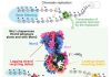Epigenetic Memory Survives DNA Replication with Aid of Histone-Recycling Protein