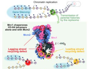 Epigenetic Memory Survives DNA Replication with Aid of Histone-Recycling Protein