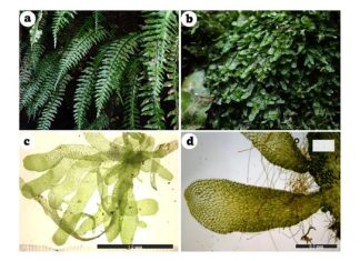 Fern becomes first in suborder to be classed as “independent gametophyte”
