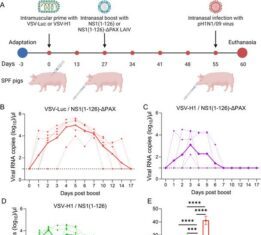 Flu Vaccine Strategy Pairs Injection and Nasal Spray, Shows Promise in Pigs