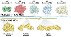 Giant Enzymes in Tiny Organisms Synthesize Giant Toxins