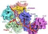 How Herpes’ DNA Polymerase Helps Virus Evade Antiviral Drugs