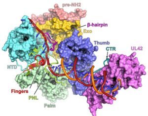 How Herpes’ DNA Polymerase Helps Virus Evade Antiviral Drugs