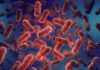 Human gut microbiome: A source of new antibiotic peptides