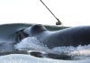 Long-distance relationship revealed in the seemingly random behavior of bowhead whales