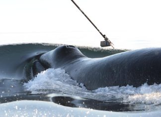 Long-distance relationship revealed in the seemingly random behavior of bowhead whales