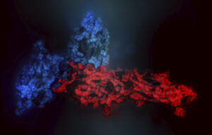 Protein Production Pattern Can Predict Melanoma Therapy Severe Side Effects