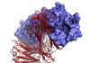 Researchers uncover immune system barrier to cancer treatment