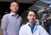 Rice-built reactor yields green ammonia and purified water