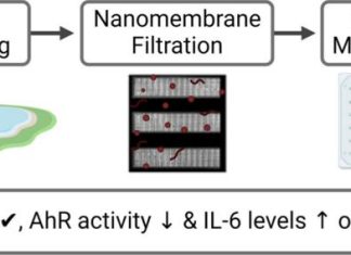 Sizing up microplastics: Nanofiltration uncovers environmental bioactivity
