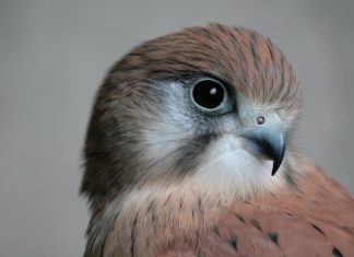 Steady flight of kestrels could help aerial safety soar