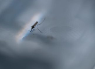 Trojan horse method gives malaria parasites a taste of their own medicine