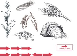 Agriculture accelerated human genome evolution to capture energy from starchy foods