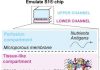Artificial Lymphoid Organs Could Help Predict Booster Vaccine Efficacy