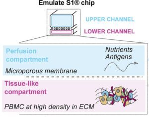 Artificial Lymphoid Organs Could Help Predict Booster Vaccine Efficacy