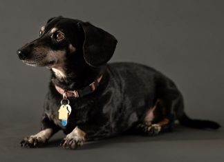 As dogs age, their owner-assessed quality of life predictably declines, with higher mortality seen at quality of life below 76% of the maximum score – though many dogs have high quality of life even when at predicted lifespan