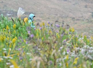 At-risk butterflies more likely to survive with human help