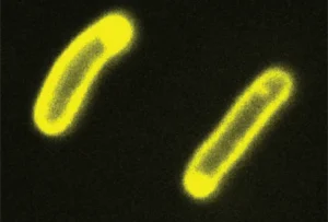 Blobby Bodies Help Cells Regulate the Cytoplasm’s Electrochemical Environment