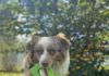 Both cats and dogs often enjoy playing fetch with their owners