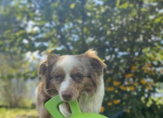 Both cats and dogs often enjoy playing fetch with their owners
