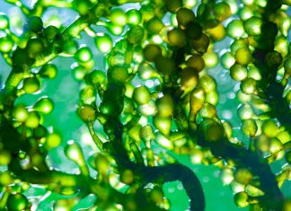 Could microalgae be the secret weapon to ending global hunger and saving the planet?