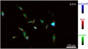 IR-Based Cell Imaging System Filters Out Water’s Effects, Focuses on Biomolecules