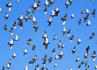 Review highlights failures in global control strategies for bird flu transmission