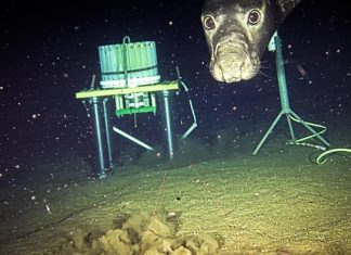 Young male northern elephant seals are captured on camera returning to a deep sea cabled observatory off Canada’s British Columbia coast, demonstrating new insight into fish foraging behavior