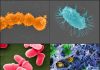 City microbes surviving on disinfectants, research reveals