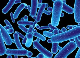 Engineered E. coli shows promise in cancer immunotherapy