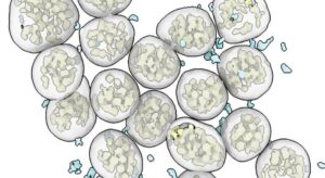 Nanobody-Adorned IgMs Target Viral Epitopes, Block Mutational Escape