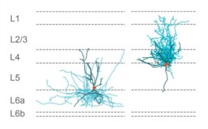 New Brain-Mapping Tool, START, Resolves Connectivity at the Resolution of Transcriptomic Cell Types