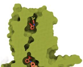 Bitter Taste Receptor Engages Compounds Not Just Outside the Cell, but Inside