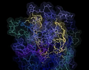 Huntington’s Aggregates Disrupted by Protein-Like Polymer, Rescuing Neurons in Mouse Model